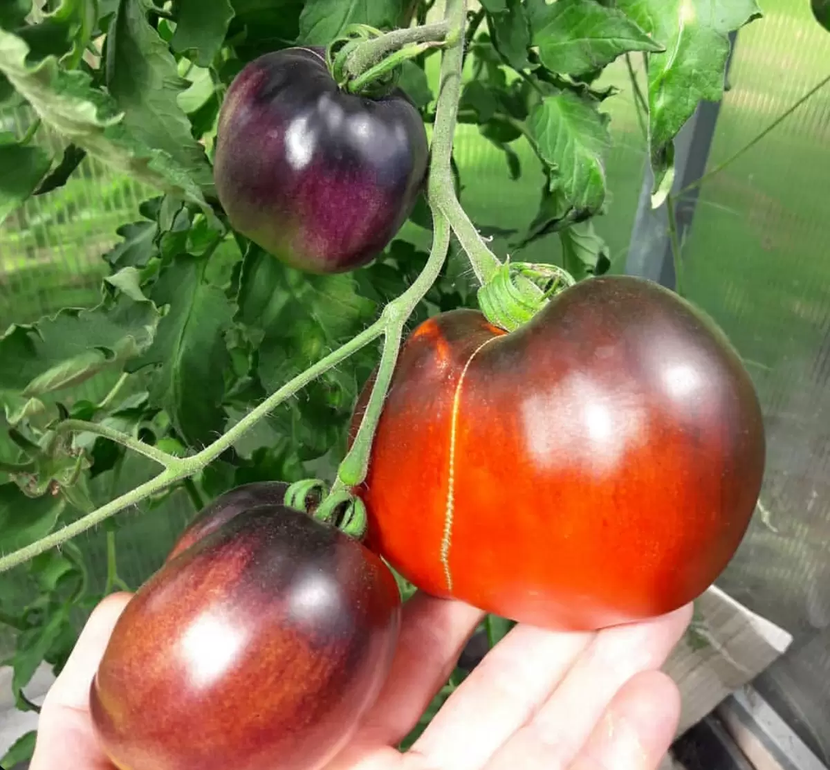 Топ томатов, которые предпочитают дачники: 10 лучших сортов для вашего огорода