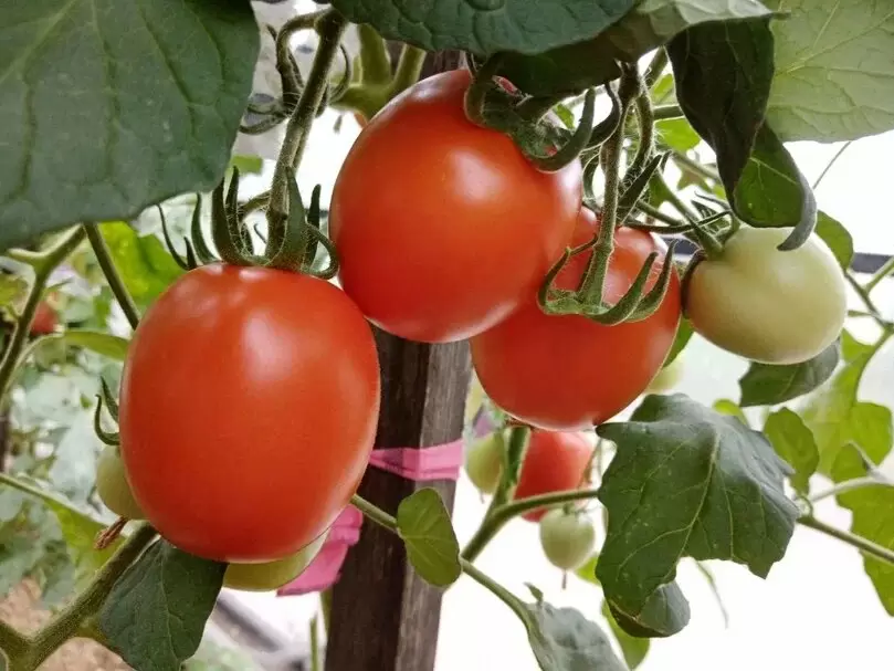 Выращивание помидоров зимой: легко и просто!