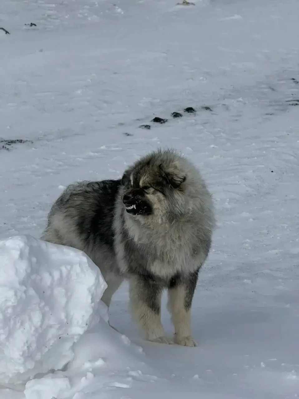 Собак, которые напали на 5-летнюю девочку в Диксоне, еще не отловили