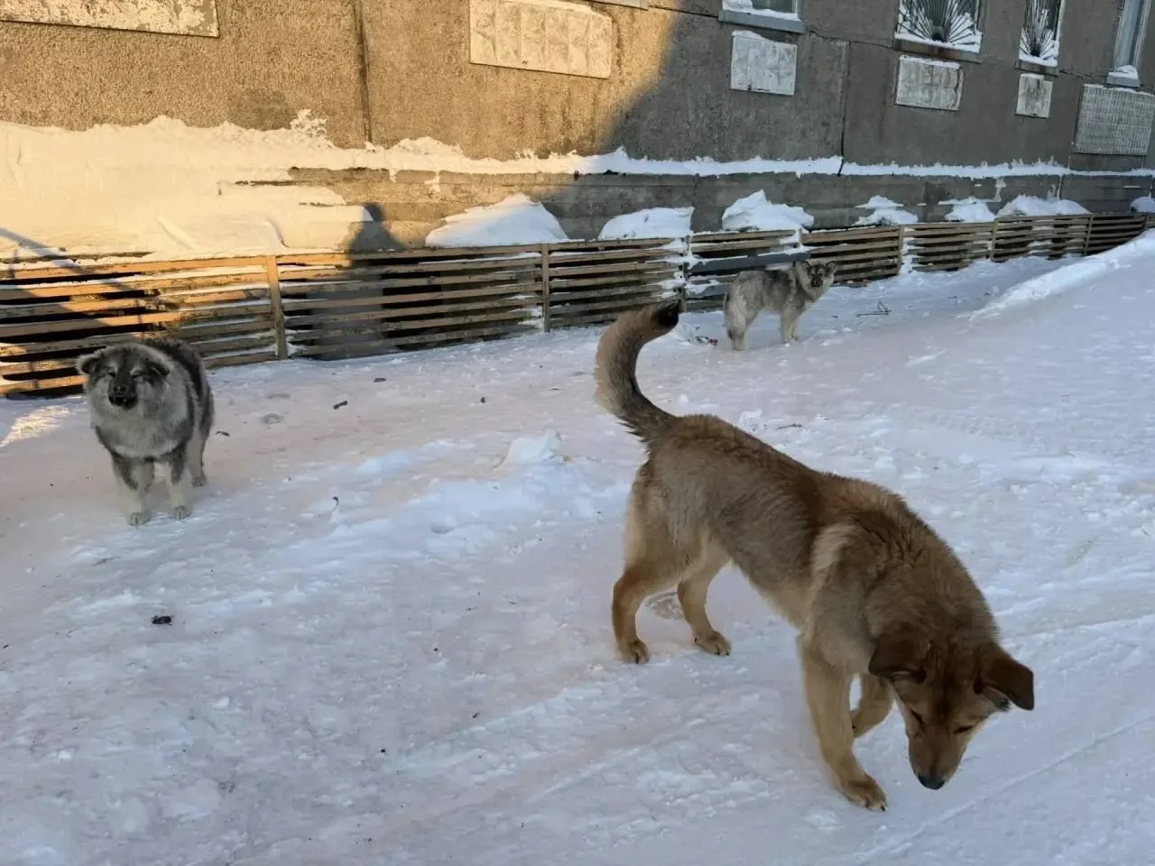 Собак, которые напали на 5-летнюю девочку в Диксоне, еще не отловили Собак, которые напали на 5-летнюю девочку в Диксоне, еще не отловили