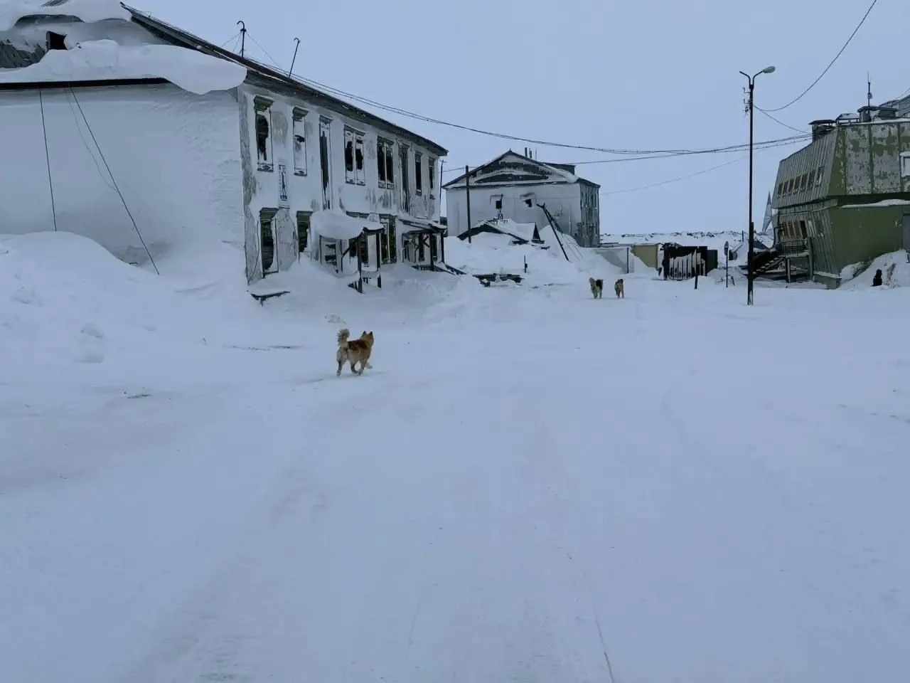 Собак, которые напали на 5-летнюю девочку в Диксоне, еще не отловили Собак, которые напали на 5-летнюю девочку в Диксоне, еще не отловили
