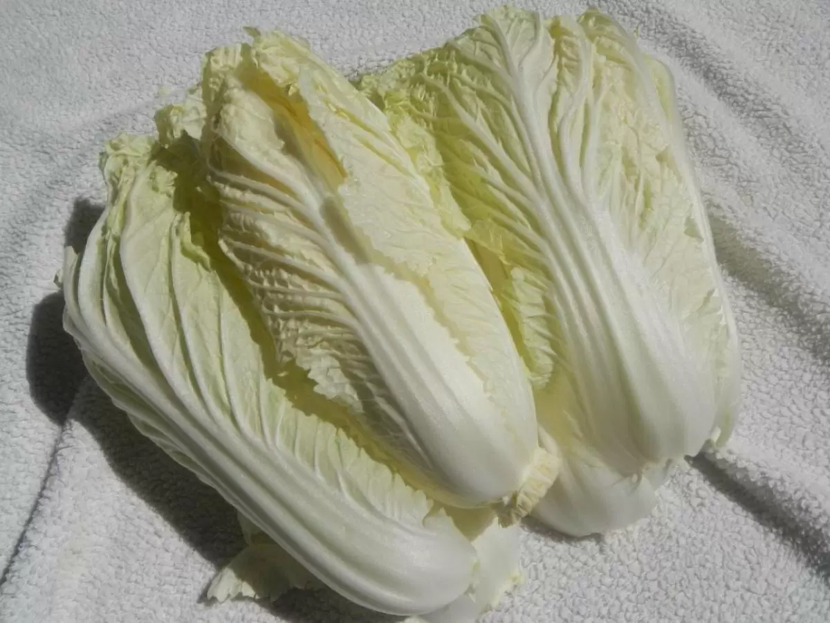 Как правильно выращивать пекинскую капусту: советы по уходу