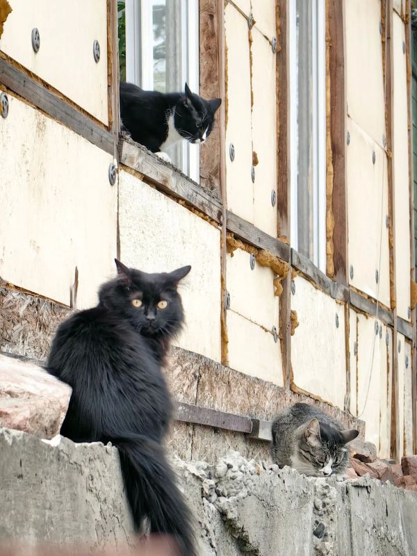 �������� �� ��������� ����� � �������������: ����������� ������� � ��������� ����