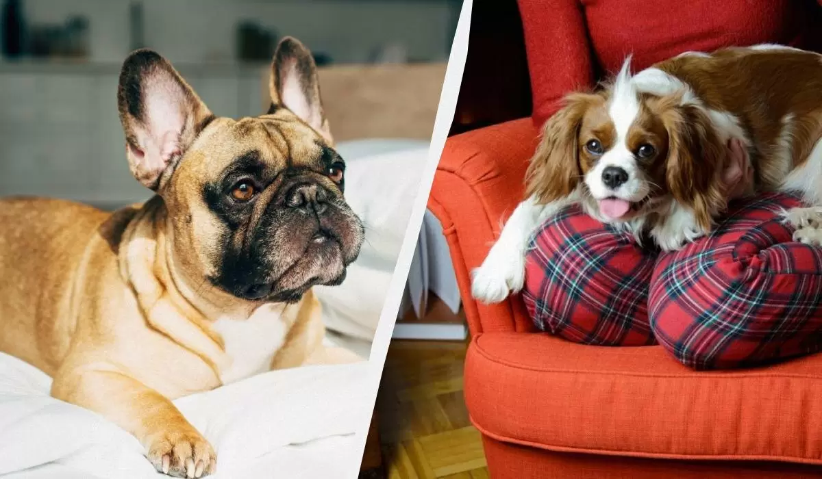 Как содержание некоторых пород собак может «ударить» по вашему бюджету