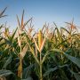 Кукурузные листья: незаслуженно забытый ресурс для вашего огорода
