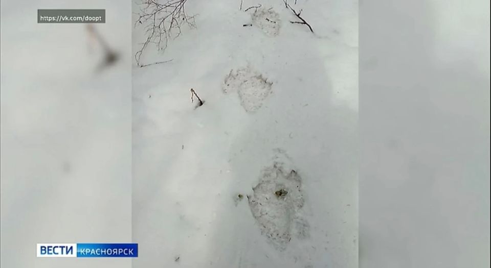 � ������������ ���� ���������� ����� �������