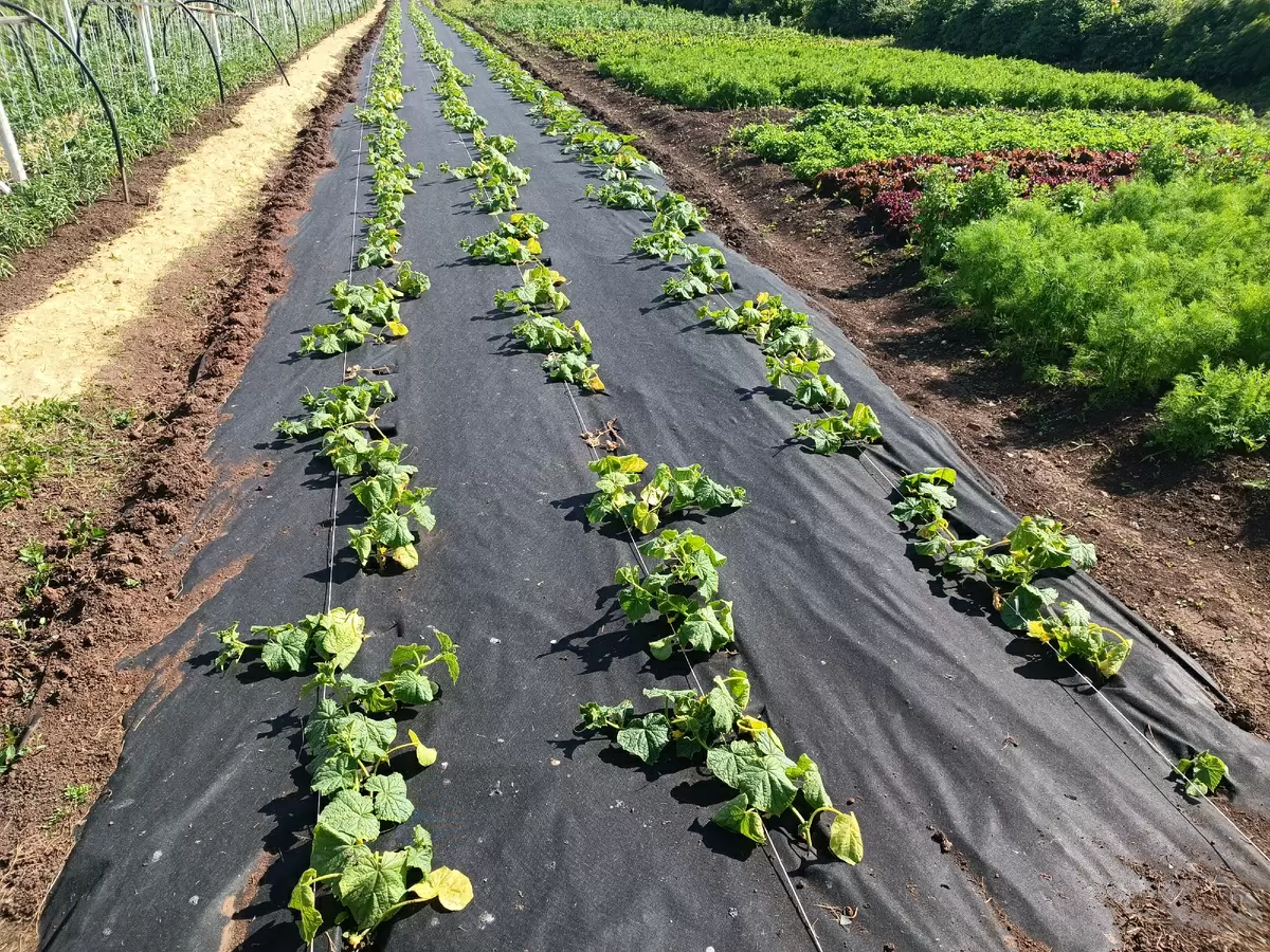 Как сохранить укрывные материалы для теплицы зимой, чтобы они прослужили дольше