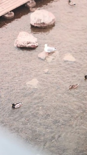 ������ �� 18 ������. ������ ��� ����� � � MAX