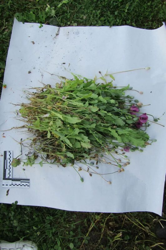 ������������ ���������: 3,5 ���� ��������� ������� ������� ������� ������ �������-��������������� ������ �� ����������� ���� � �������� ���������