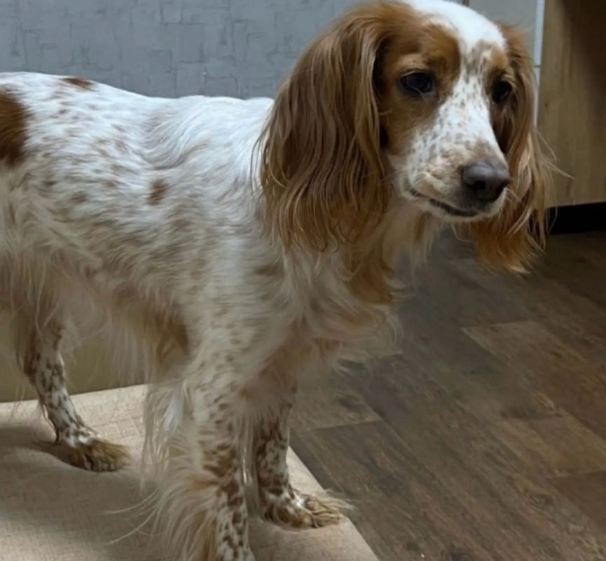 � ������ ���������� ����. ������ ������� �������