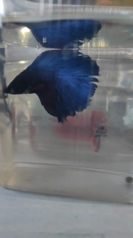 � ���������� �������� ����� 16 ����� ����������� ����� �� ��������