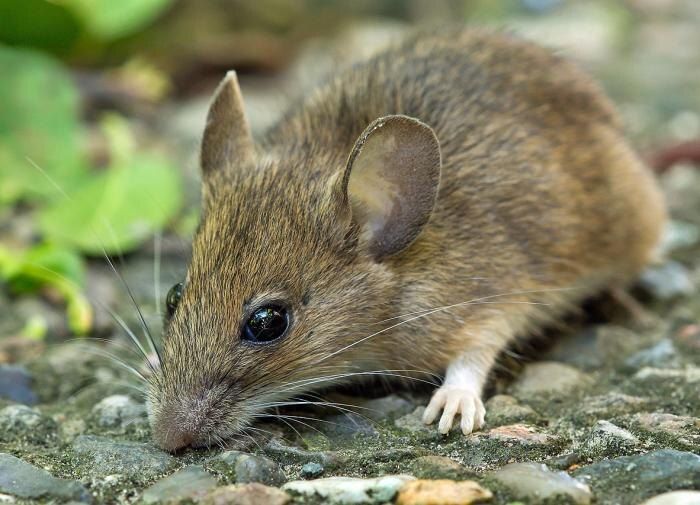 ��� �������� ��� �� �����: ������, ������� ������������� ��������