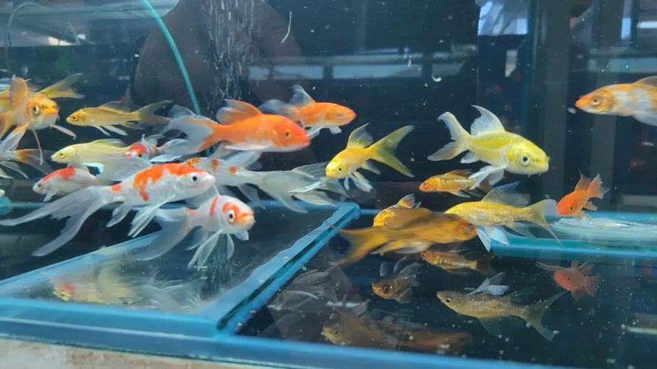 � ���������� ��������� ����� 16 ����� ����������� ����� �� ��������