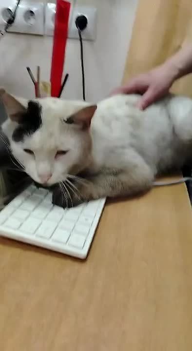 ������� �������, ������� � ���� � ������� ������ �������� ����� � 2�3 ����