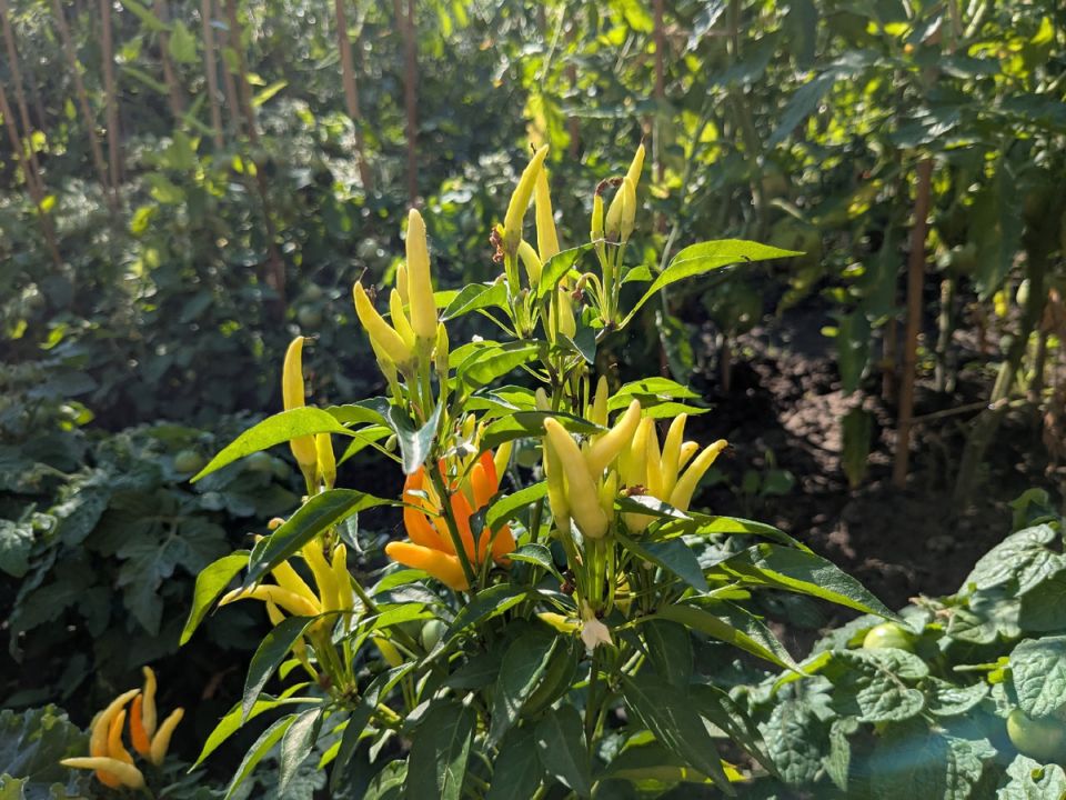 ������������ �����: ������� ��������� �����������