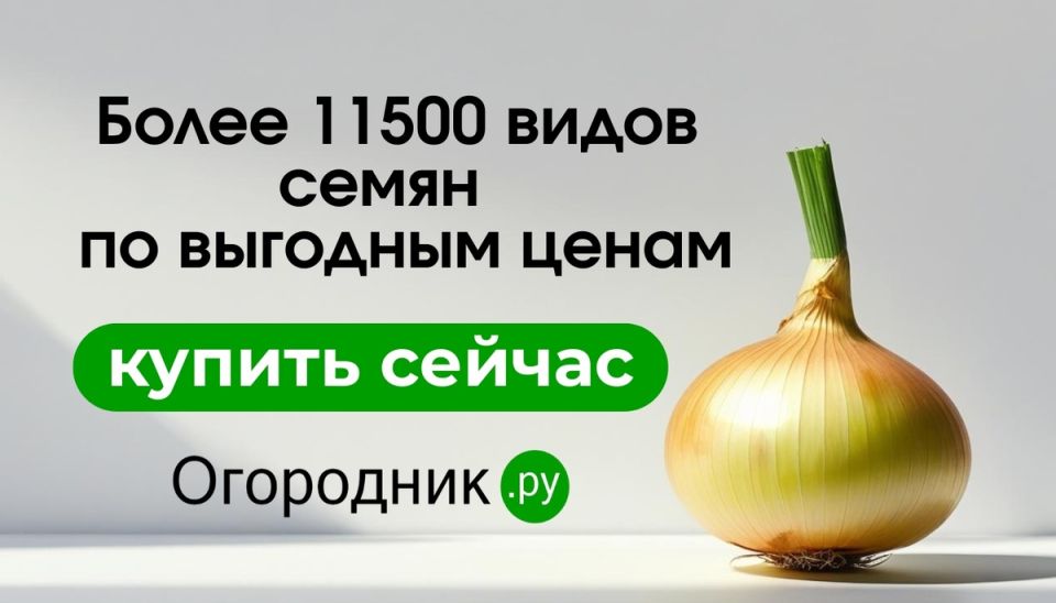 ������� ����� � �������� ����: ����� � ��� ������ ��� ���������