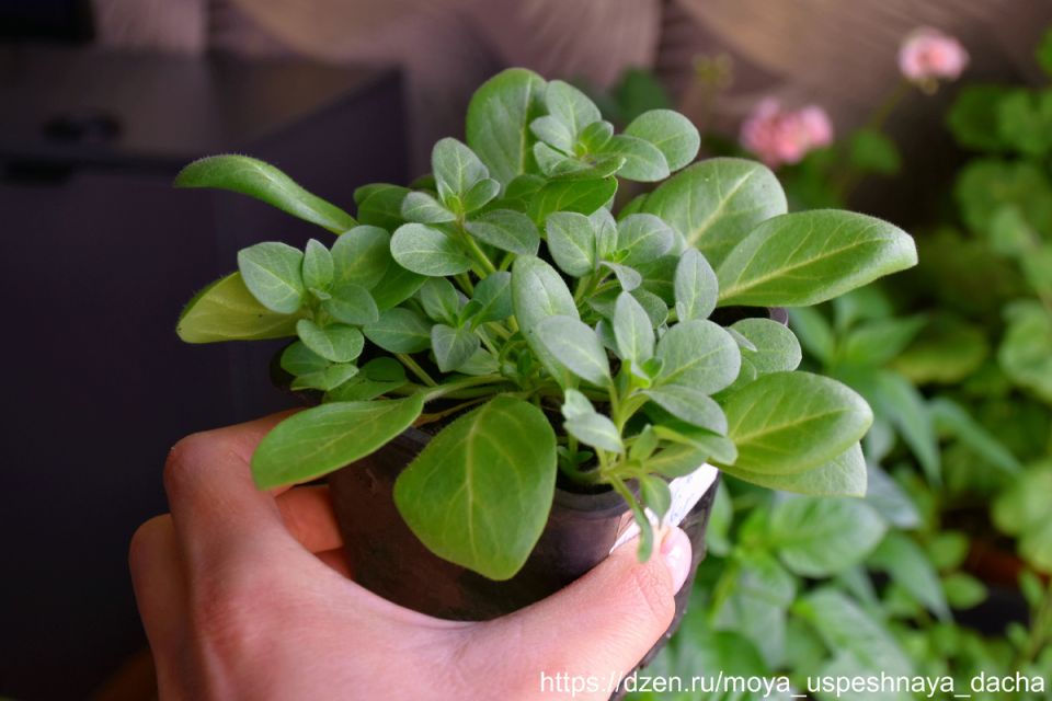 ��� ������ � �������� ����� ������� ��� �������� �������������� � ��������