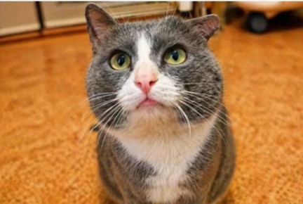 ������ � ����� �������� �� ���� ��� �����: ������� ������ ���� � �������, ������� ������������� ��� � ���������