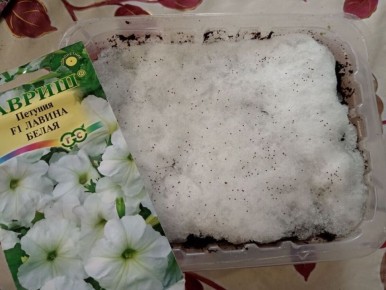 ������� ��������� ������: 7 ��������, ������� ����� ����� �� �����