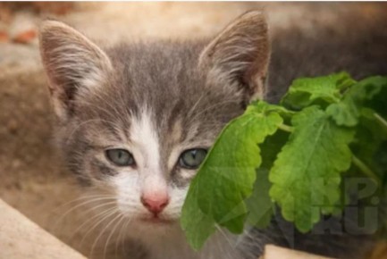 ��������� ������ "�������� � ����" � �����