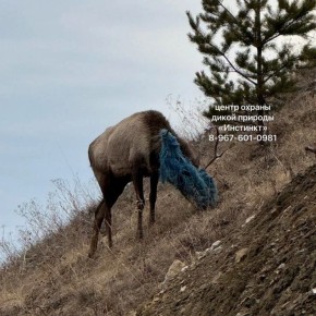 ����� ����� �� ������� � ����� � �������