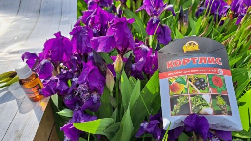 ��� ���������� �������� ���� ��� �� ��������� ����������