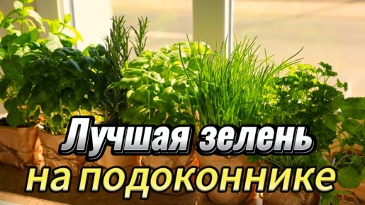 ������� ��������� ������� �� �����������: ��� ��������� ������ ������� ���