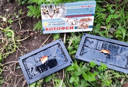 ��� ���������� �� ����� � ������� ������� ��������: ����������� ���������