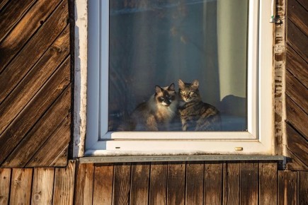 �����������, ��� � ���� �������, ���������� ����������, ���� �������� ������� ������