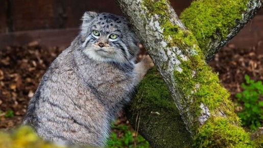 ����� ����� �� ������ ������ �������� ���� ��������