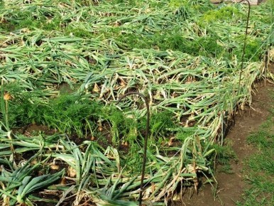 ����� ������� ���: ��� ������, ��� ����� ������