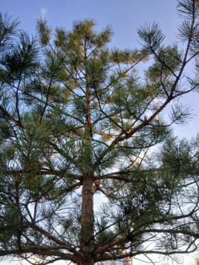 ������� �������� ���� ��� ������������