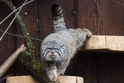 ������� ����� ����� ��������� ���� ��������