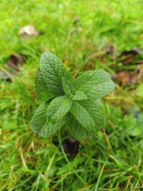 ������������ ��������� ������ ����