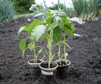 ������� ��������� ����������� ������� ��� �����������