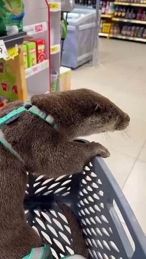 ������ ����������, ������ ����� �� ��������