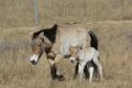 ������ ��������� ������ ������������� ������� � ����������� ����������