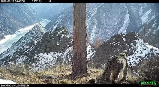 � �����-��������� ����������� ����������� ��������� ����� � ������� ������