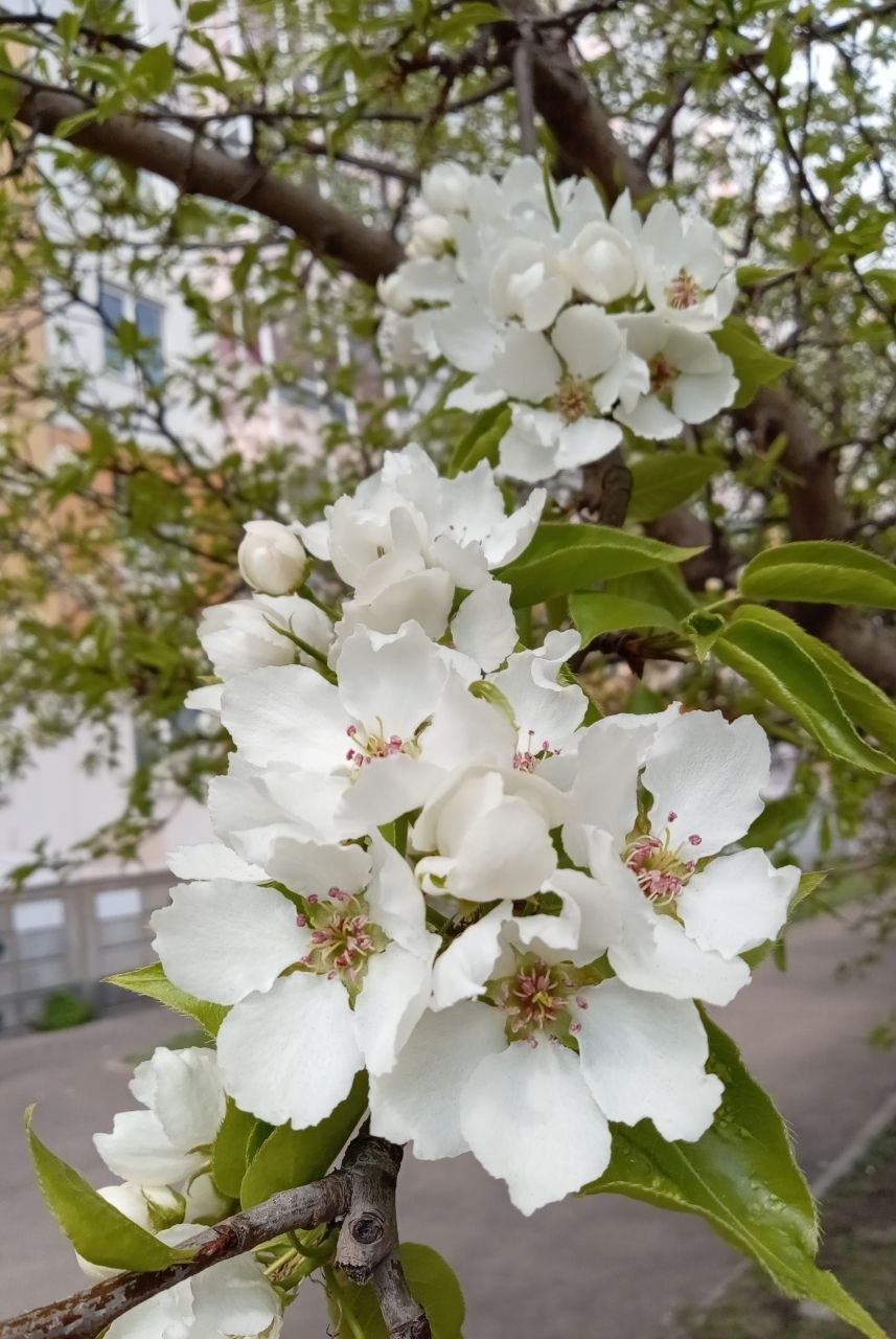 Немного красоты цветущего мая