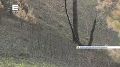 Красноярка решила восстановить часть сгоревшего леса возле Есауловской петли