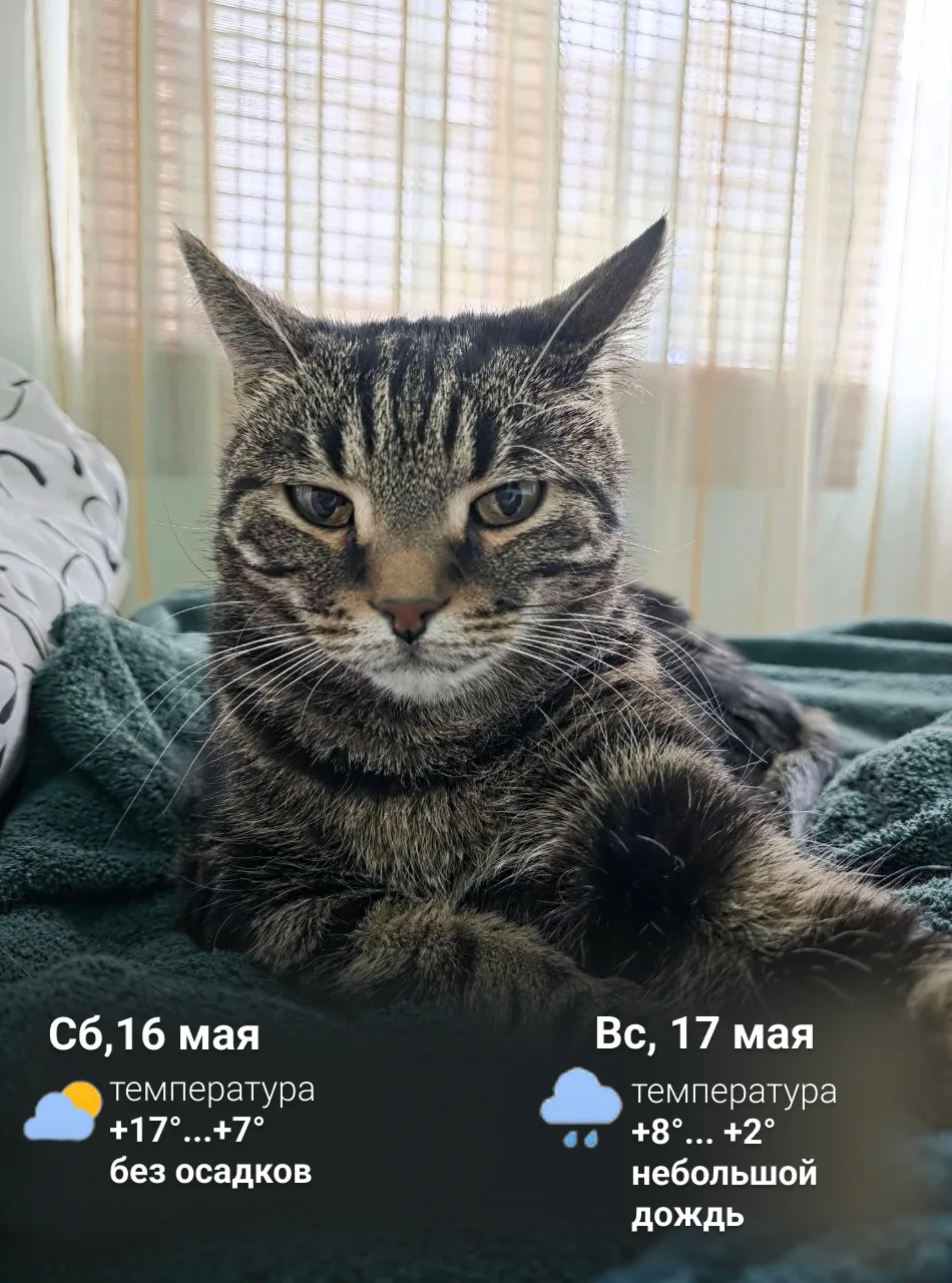 Это кот Томас и он принёс прогноз погоды на выходные