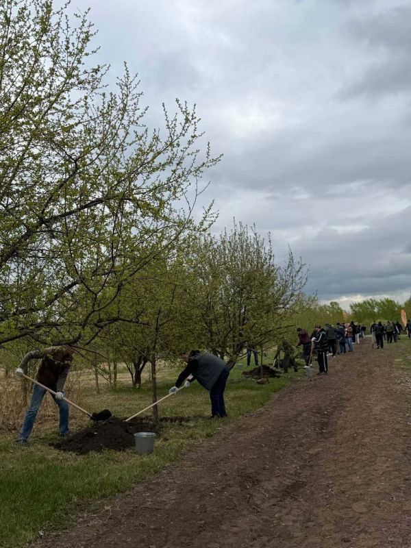 В Татышев-парке высадили 27 сибирских яблонь В Татышев-парке высадили 27 сибирских яблонь