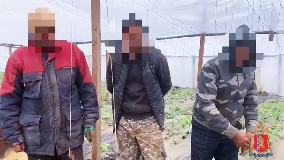 В Емельяновском округе прошли проверки по выявлению нарушений миграционного законодательства на территории тепличных комплексов
