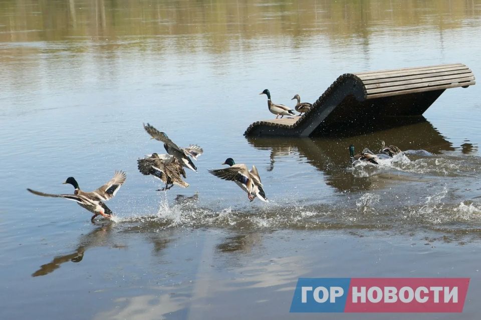 В Красноярске 18 мая зафиксирован очередной подъем уровня воды в Енисее В Красноярске 18 мая зафиксирован очередной подъем уровня воды в Енисее