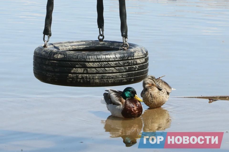 В Красноярске 18 мая зафиксирован очередной подъем уровня воды в Енисее В Красноярске 18 мая зафиксирован очередной подъем уровня воды в Енисее