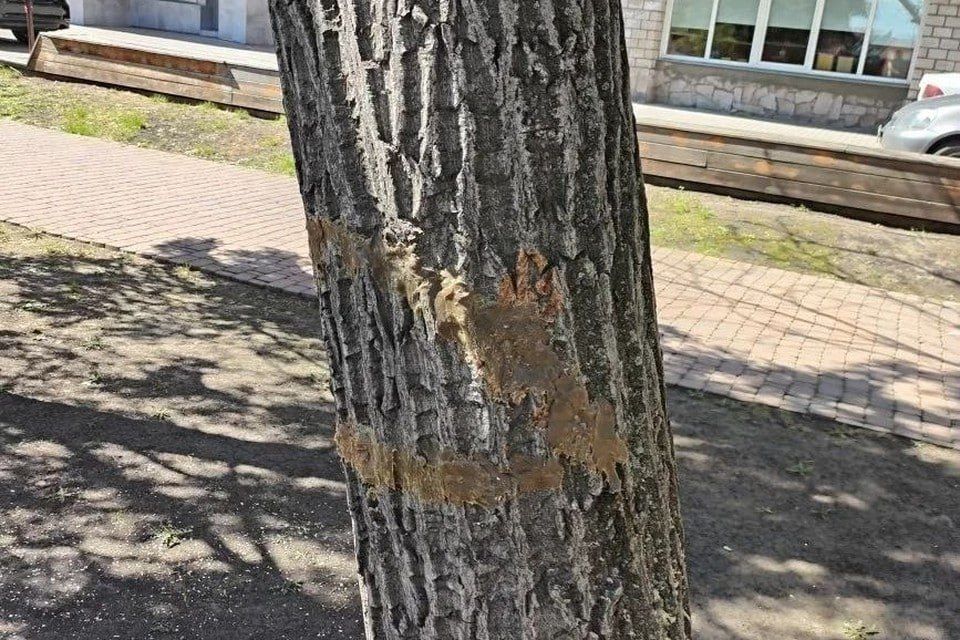 В центре Красноярска чуть не снесли маньчжурский орех