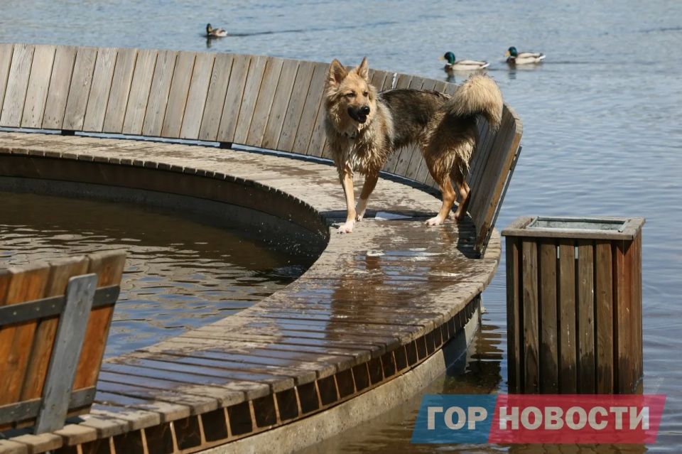 В Красноярске 18 мая зафиксирован очередной подъем уровня воды в Енисее В Красноярске 18 мая зафиксирован очередной подъем уровня воды в Енисее