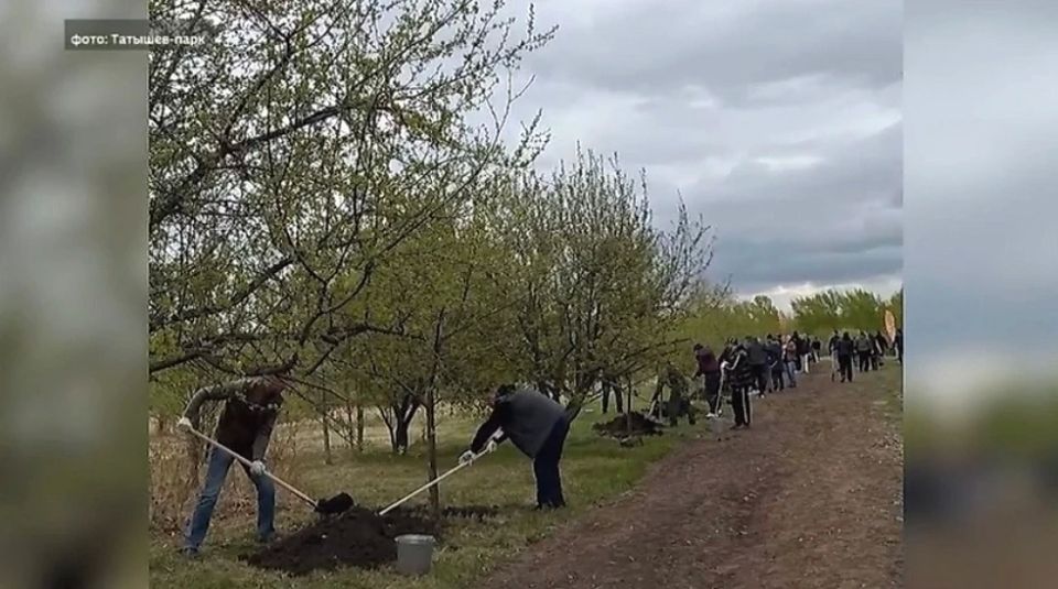 Новые яблони высадили в Татышев-парке