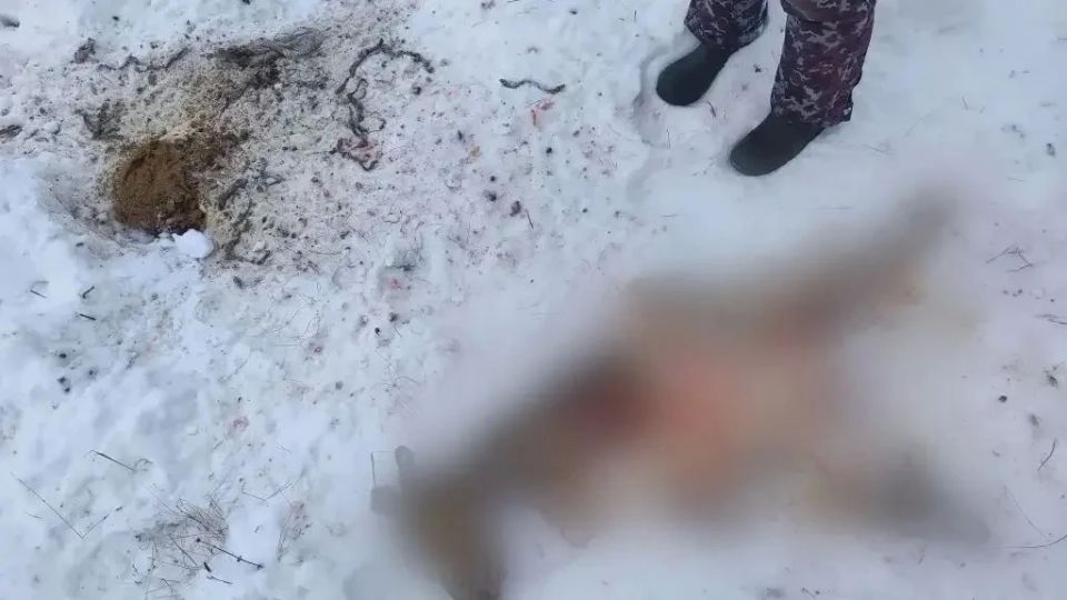 Тепловизор, ночь и косуля: два охотника из Тувы лишились УАЗа, карабинов и дорогого прицела за вылазку в красноярский заказник