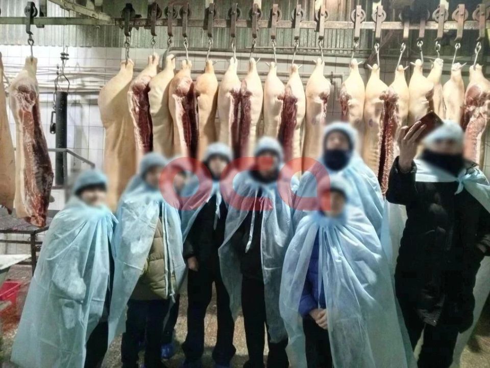 Школьников отправили на экскурсию на скотобойню в Ачинском округе